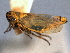 ( - CNC#HEM403935)  @11 [ ] CreativeCommons - Attribution (2012) CNC/CBG Photography Group Centre for Biodiversity Genomics