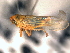  ( - CNC#HEM403958)  @12 [ ] CreativeCommons - Attribution (2012) CNC/CBG Photography Group Centre for Biodiversity Genomics