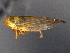  ( - CNC#HEM403965)  @13 [ ] CreativeCommons - Attribution (2012) CNC/CBG Photography Group Centre for Biodiversity Genomics