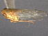  ( - CNC#HEM403967)  @11 [ ] CreativeCommons - Attribution (2012) CNC/CBG Photography Group Centre for Biodiversity Genomics