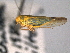  ( - CNC#HEM403972)  @13 [ ] CreativeCommons - Attribution (2012) CNC/CBG Photography Group Centre for Biodiversity Genomics