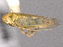  ( - CNC#HEM403976)  @14 [ ] CreativeCommons - Attribution (2012) CNC/CBG Photography Group Centre for Biodiversity Genomics