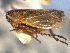  ( - CNC#HEM404009)  @11 [ ] CreativeCommons - Attribution (2012) CNC/CBG Photography Group Centre for Biodiversity Genomics
