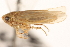  ( - CNC#HEM404034)  @11 [ ] CreativeCommons - Attribution (2012) CNC/CBG Photography Group Centre for Biodiversity Genomics