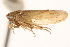  ( - CNC#HEM404036)  @11 [ ] CreativeCommons - Attribution (2012) CNC/CBG Photography Group Centre for Biodiversity Genomics