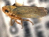  ( - CNC#HEM404223)  @13 [ ] CreativeCommons - Attribution (2012) CNC/CBG Photography Group Centre for Biodiversity Genomics