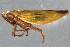  ( - CNC#HEM404225)  @11 [ ] CreativeCommons - Attribution (2012) CNC/CBG Photography Group Centre for Biodiversity Genomics