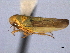  ( - CNC#HEM404264)  @11 [ ] CreativeCommons - Attribution (2012) CNC/CBG Photography Group Centre for Biodiversity Genomics