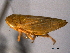  (Graphocraerus - CNC#HEM404276)  @14 [ ] CreativeCommons - Attribution (2012) CNC/CBG Photography Group Centre for Biodiversity Genomics