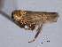  ( - CNC#HEM404397)  @12 [ ] CreativeCommons - Attribution (2012) CNC/CBG Photography Group Centre for Biodiversity Genomics