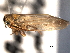  ( - CNC#HEM404446)  @11 [ ] CreativeCommons - Attribution (2012) CNC/CBG Photography Group Centre for Biodiversity Genomics