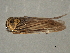  ( - CNC#HEM404448)  @11 [ ] CreativeCommons - Attribution (2012) CNC/CBG Photography Group Centre for Biodiversity Genomics