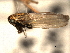  ( - CNC#HEM404475)  @13 [ ] CreativeCommons - Attribution (2012) CNC/CBG Photography Group Centre for Biodiversity Genomics