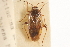  ( - PBI 00396079)  @11 [ ] CreativeCommons - Attribution (2012) CNC/CBG Photography Group Centre for Biodiversity Genomics