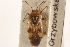 ( - PBI 00396081)  @11 [ ] CreativeCommons - Attribution (2012) CNC/CBG Photography Group Centre for Biodiversity Genomics