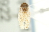  ( - CNC#HEM403922)  @11 [ ] CreativeCommons - Attribution (2012) CNC/CBG Photography Group Centre for Biodiversity Genomics