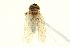  ( - CNC#HEM403923)  @11 [ ] CreativeCommons - Attribution (2012) CNC/CBG Photography Group Centre for Biodiversity Genomics