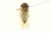  ( - CNC#HEM403925)  @11 [ ] CreativeCommons - Attribution (2012) CNC/CBG Photography Group Centre for Biodiversity Genomics