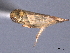  ( - CNC#HEM404598)  @11 [ ] CreativeCommons - Attribution (2012) CNC/CBG Photography Group Centre for Biodiversity Genomics