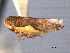  ( - CNC#HEM404792)  @11 [ ] CreativeCommons - Attribution (2012) CNC/CBG Photography Group Centre for Biodiversity Genomics