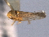  ( - CNC#HEM404826)  @12 [ ] CreativeCommons - Attribution (2012) CNC/CBG Photography Group Centre for Biodiversity Genomics
