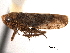 ( - CNC#HEM404907)  @13 [ ] CreativeCommons - Attribution (2012) CNC/CBG Photography Group Centre for Biodiversity Genomics