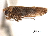  ( - CNC#HEM404908)  @14 [ ] CreativeCommons - Attribution (2012) CNC/CBG Photography Group Centre for Biodiversity Genomics