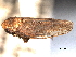  ( - CNC#HEM404915)  @11 [ ] CreativeCommons - Attribution (2012) CNC/CBG Photography Group Centre for Biodiversity Genomics