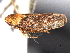  (Paraphlepsius fulvidorsum - CNC#HEM404921)  @14 [ ] CreativeCommons - Attribution (2012) CNC/CBG Photography Group Centre for Biodiversity Genomics