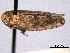  ( - CNC#HEM404981)  @11 [ ] CreativeCommons - Attribution (2012) CNC/CBG Photography Group Centre for Biodiversity Genomics