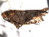  ( - CNC#HEM404999)  @13 [ ] CreativeCommons - Attribution (2012) CNC/CBG Photography Group Centre for Biodiversity Genomics