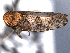  ( - CNC#HEM405000)  @12 [ ] CreativeCommons - Attribution (2012) CNC/CBG Photography Group Centre for Biodiversity Genomics