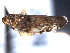  (Scaphoideus bihamatus - CNC#HEM405066)  @13 [ ] CreativeCommons - Attribution (2012) CNC/CBG Photography Group Centre for Biodiversity Genomics