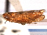  ( - CNC#HEM405104)  @11 [ ] CreativeCommons - Attribution (2012) CNC/CBG Photography Group Centre for Biodiversity Genomics