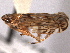  ( - CNC#HEM405108)  @11 [ ] CreativeCommons - Attribution (2012) CNC/CBG Photography Group Centre for Biodiversity Genomics