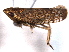  (Scaphytopius abbreviatus - CNC#HEM405148)  @13 [ ] CreativeCommons - Attribution (2012) CNC/CBG Photography Group Centre for Biodiversity Genomics