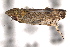  (Scaphytopius cinereus - CNC#HEM405167)  @13 [ ] CreativeCommons - Attribution (2012) CNC/CBG Photography Group Centre for Biodiversity Genomics