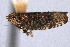  ( - CNC#HEM405187)  @11 [ ] CreativeCommons - Attribution (2012) CNC/CBG Photography Group Centre for Biodiversity Genomics