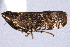  (Scaphytopius fuscifrons - CNC#HEM405188)  @13 [ ] CreativeCommons - Attribution (2012) CNC/CBG Photography Group Centre for Biodiversity Genomics