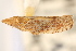  ( - CNC#HEM405227)  @11 [ ] CreativeCommons - Attribution (2012) CNC/CBG Photography Group Centre for Biodiversity Genomics