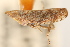  ( - CNC#HEM405228)  @11 [ ] CreativeCommons - Attribution (2012) CNC/CBG Photography Group Centre for Biodiversity Genomics
