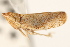  ( - CNC#HEM405234)  @11 [ ] CreativeCommons - Attribution (2012) CNC/CBG Photography Group Centre for Biodiversity Genomics