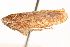  ( - CNC#HEM405285)  @14 [ ] CreativeCommons - Attribution (2012) CNC/CBG Photography Group Centre for Biodiversity Genomics