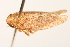  ( - CNC#HEM405317)  @11 [ ] CreativeCommons - Attribution (2012) CNC/CBG Photography Group Centre for Biodiversity Genomics