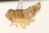  ( - CNC#HEM405338)  @11 [ ] CreativeCommons - Attribution (2012) CNC/CBG Photography Group Centre for Biodiversity Genomics