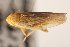  ( - CNC#HEM405344)  @11 [ ] CreativeCommons - Attribution (2012) CNC/CBG Photography Group Centre for Biodiversity Genomics