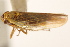  ( - CNC#HEM405348)  @11 [ ] CreativeCommons - Attribution (2012) CNC/CBG Photography Group Centre for Biodiversity Genomics