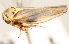  (Balcanocerus crataegi - CNC#HEM405389)  @14 [ ] CreativeCommons - Attribution (2012) CNC/CBG Photography Group Centre for Biodiversity Genomics