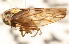  ( - CNC#HEM405395)  @12 [ ] CreativeCommons - Attribution (2012) CNC/CBG Photography Group Centre for Biodiversity Genomics