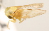  (Idiocerus nervatus - CNC#HEM405401)  @14 [ ] CreativeCommons - Attribution (2012) CNC/CBG Photography Group Centre for Biodiversity Genomics